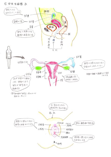 女人生殖器|女性生殖器の構造